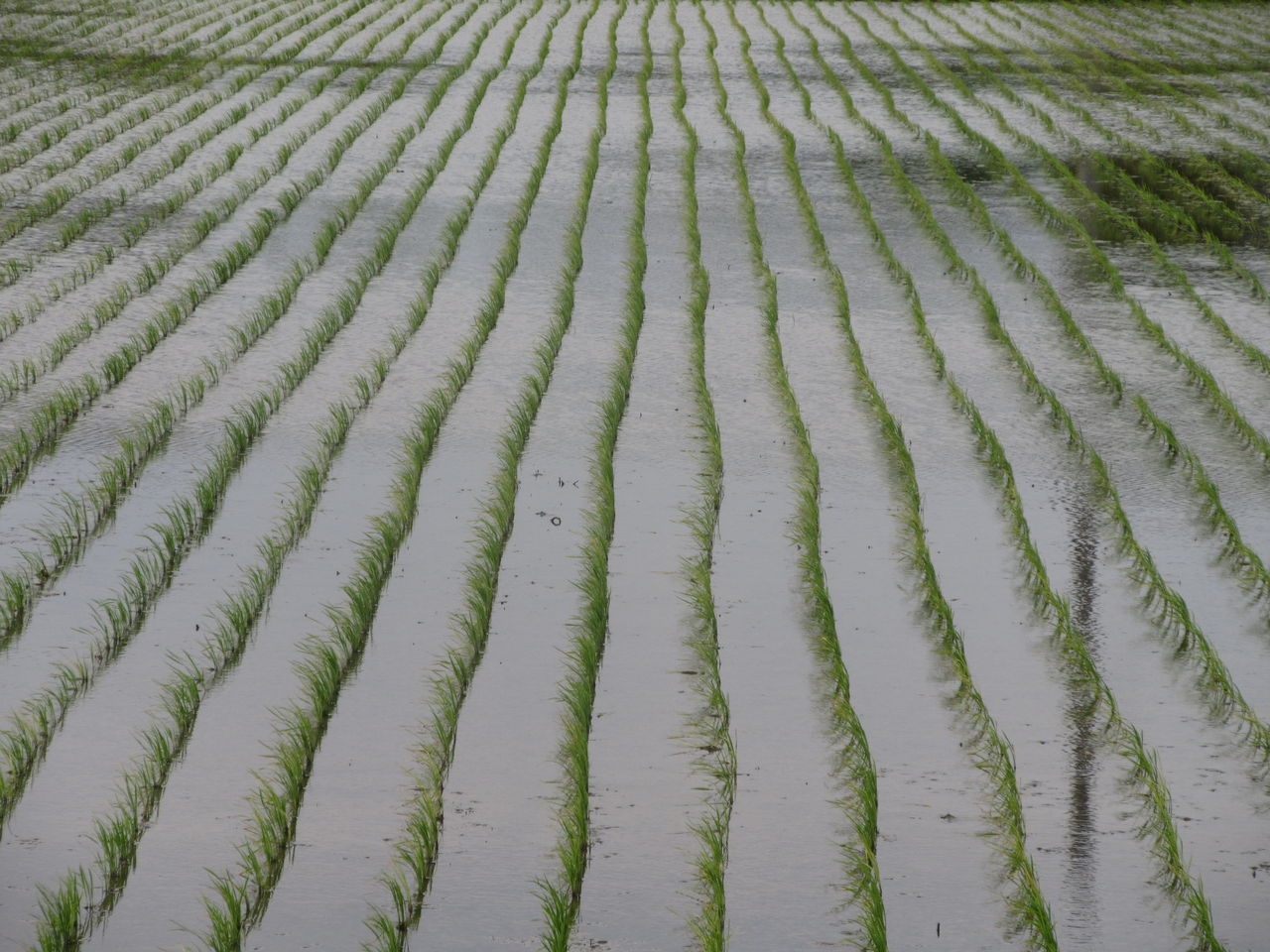 あっ マムシだ ヤマカガシ 本田ゆたか 羽生の研ぎ名人 本田刃物店