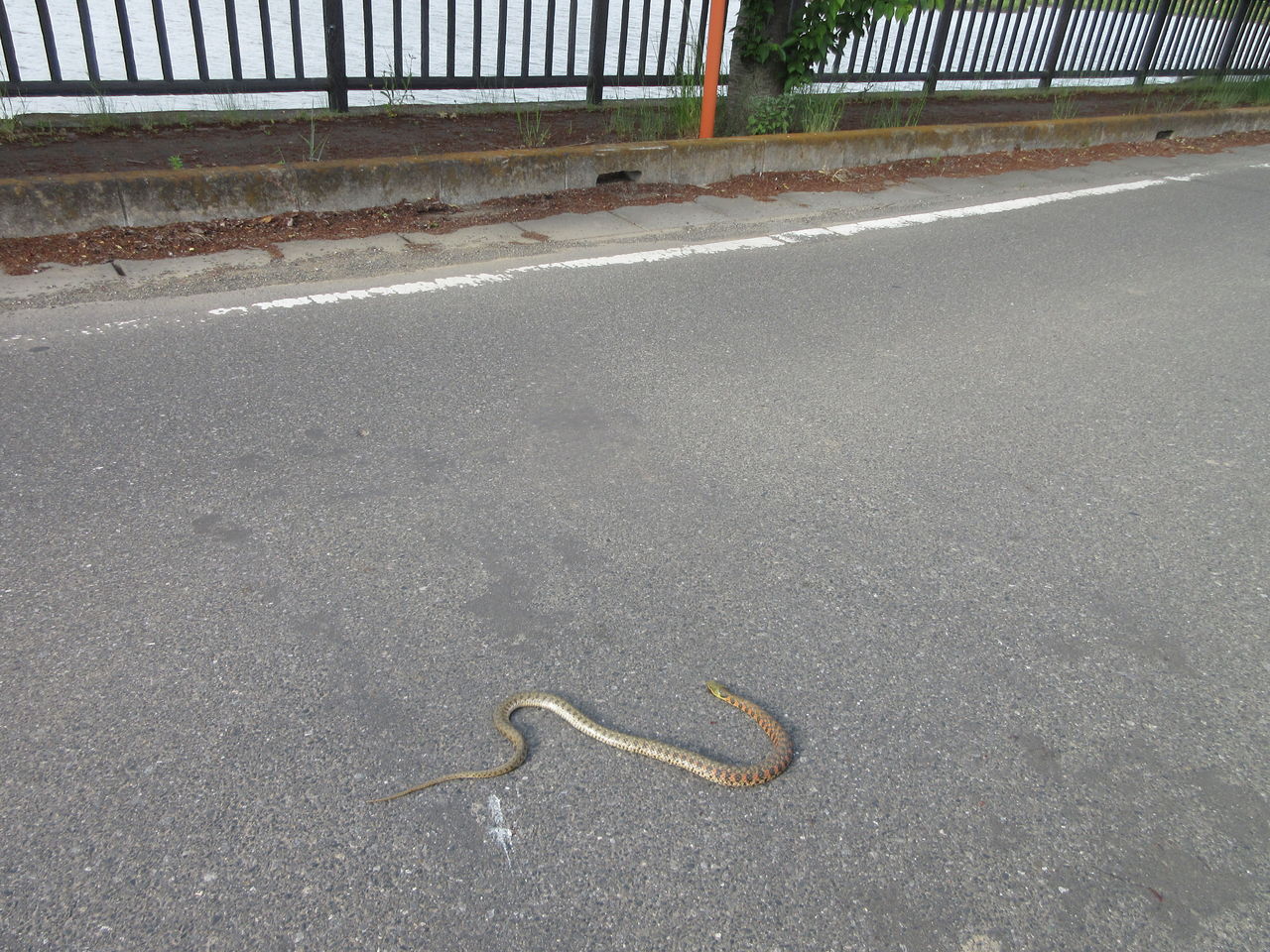 あっ マムシだ ヤマカガシ 本田ゆたか 羽生の研ぎ名人 本田刃物店