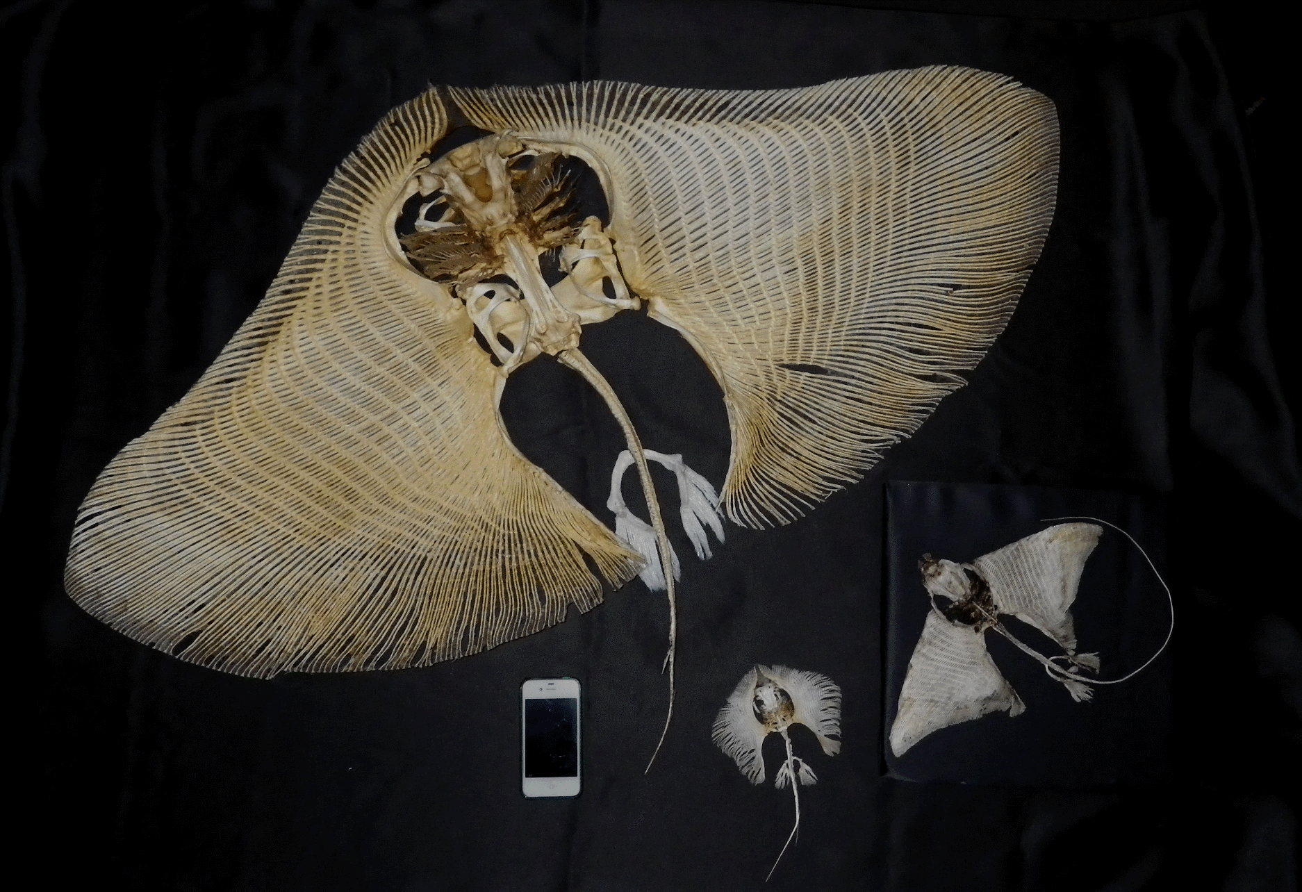 エイの骨 骨女のホネ図鑑