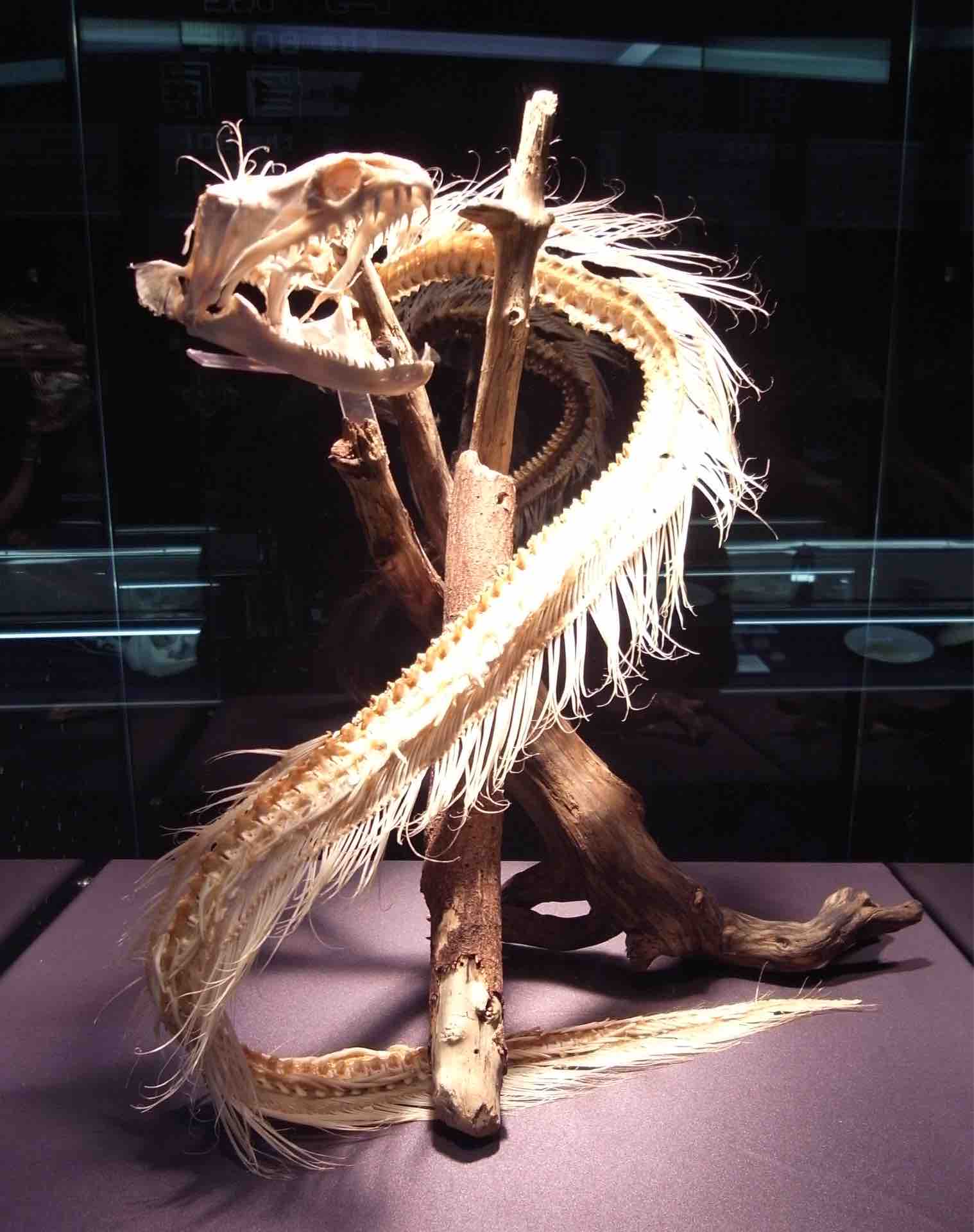 ウツボの骨 骨女のホネ図鑑