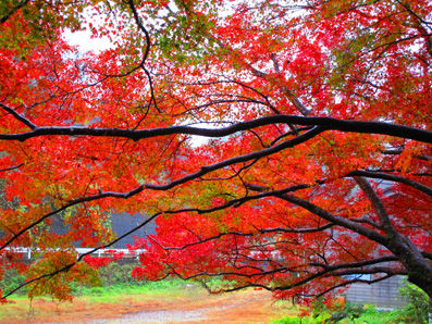紅葉2