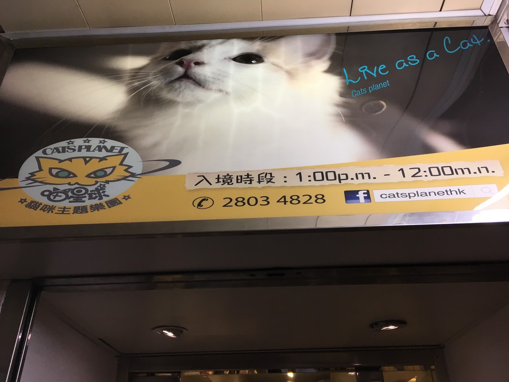 香港 銅鑼灣 トンローワン 猫カフェ 喵星球 Cat Planet キャットプラネット 香港チョクホイ日記 まっすぐに