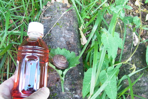 おおきなかたつむり