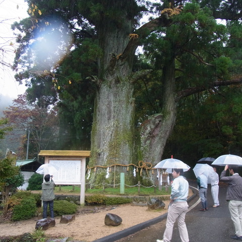 県下1の大杉