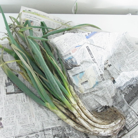 松本一本ねぎ