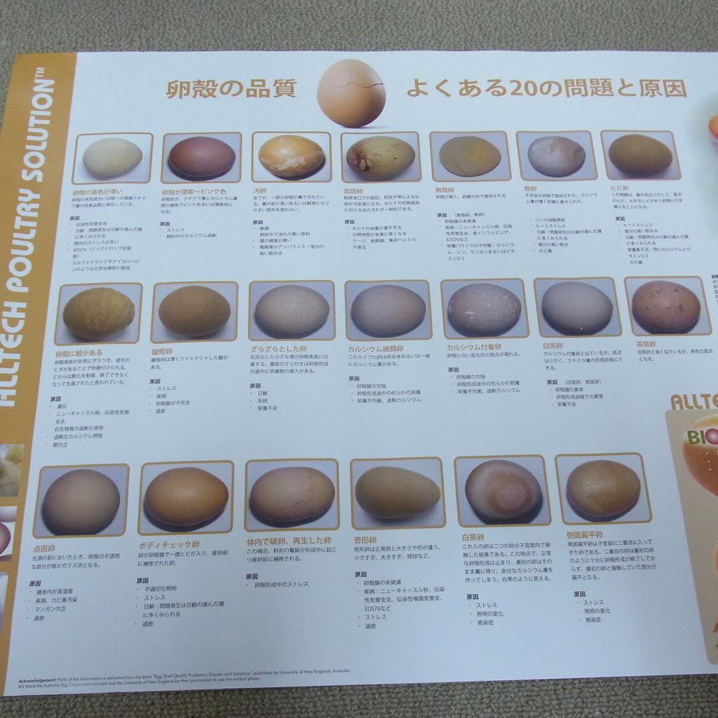 山﨑鳥類研究所 鳥肉を美味しくいただく研究所 卵の不思議