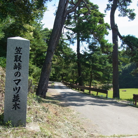 笠取峠の松並木