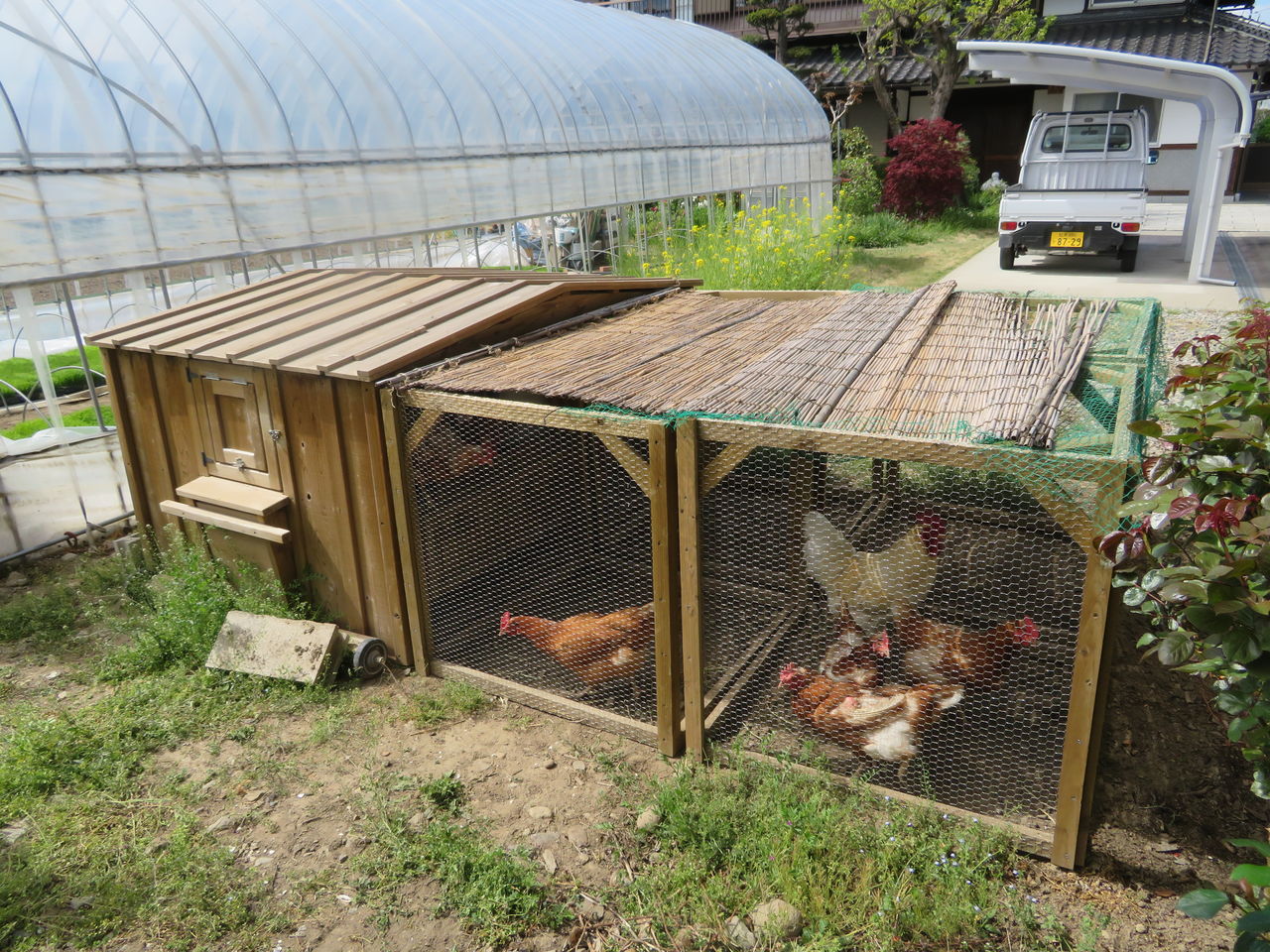 山﨑鳥類研究所 鳥肉を美味しくいただく研究所 チキントラクター 山﨑鳥類研究所 鳥肉を美味しくいただく研究所 チキントラクター