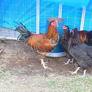 黄金しゃも