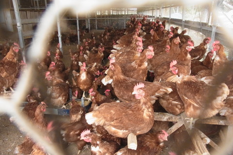 平飼い鶏舎