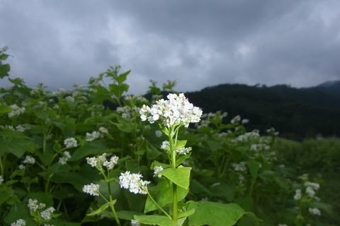 そばの花