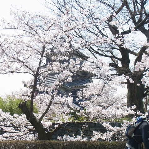 松本城の桜