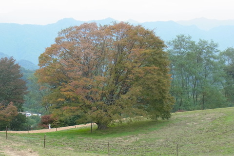 大峰高原七色大かえで