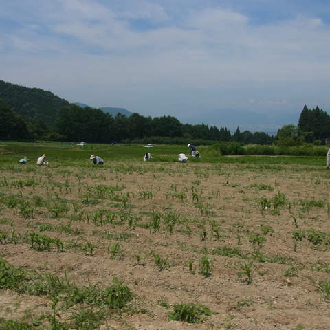 ソルガム作業