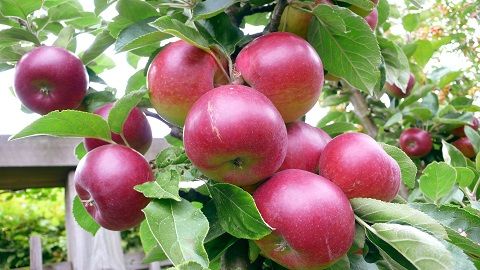 Applesyama