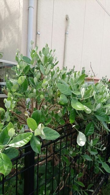 フェイジョア強剪定がいい 無log