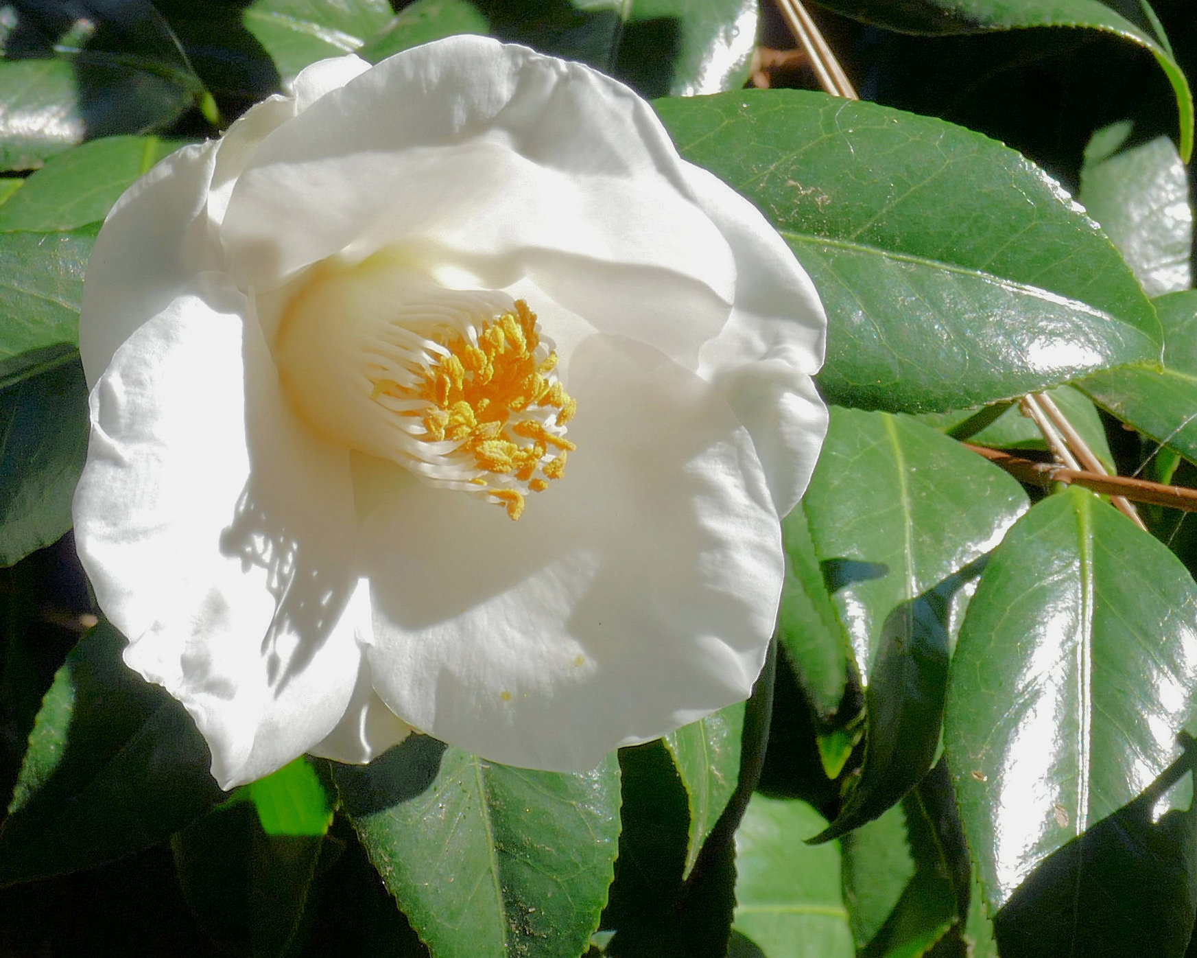 ツバキの花 本気のくまにゃん 無料写真館 ツバキの花 本気のくまにゃん 無料写真館