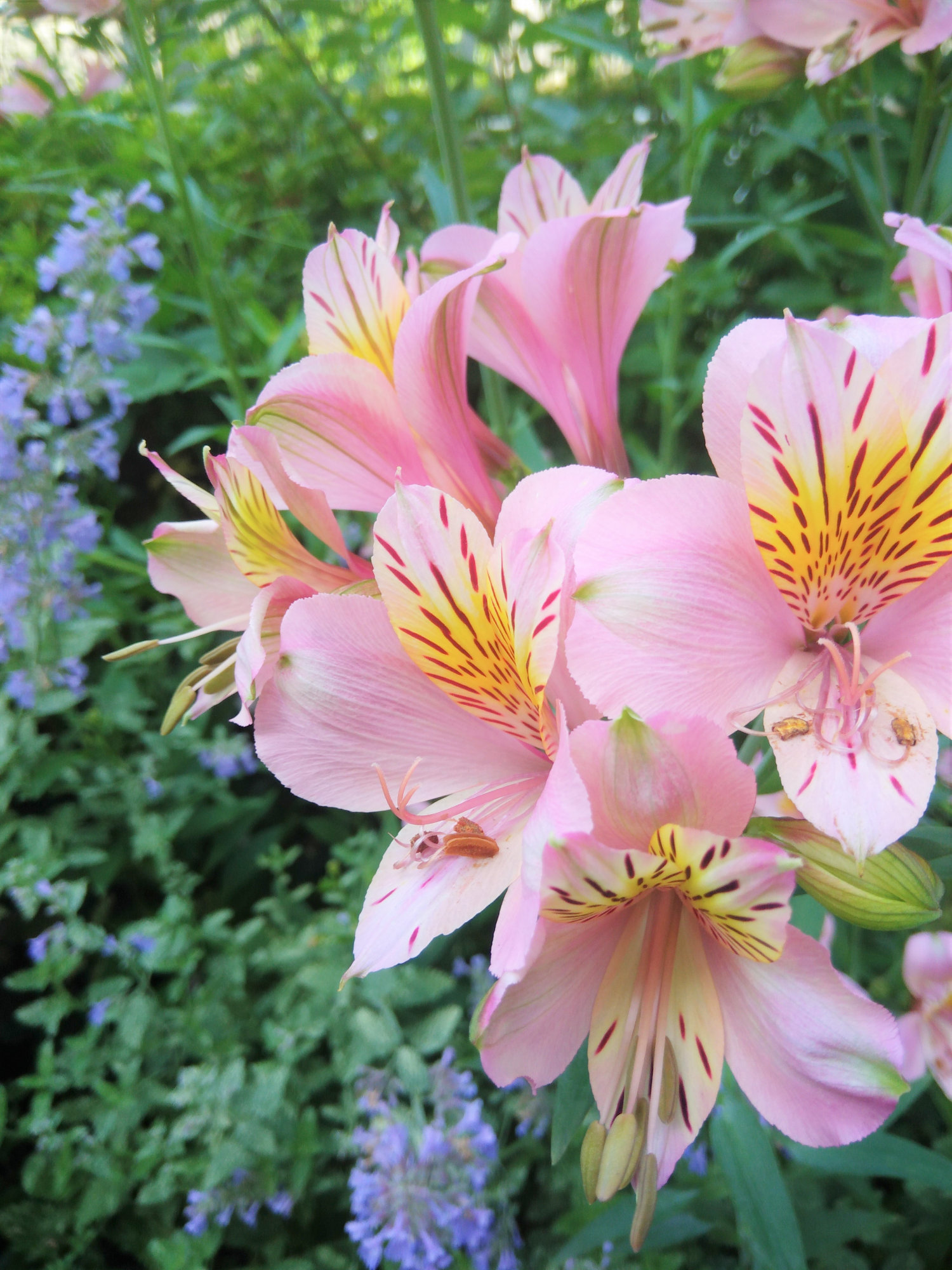 アストロメリア 本気のくまにゃん 無料写真館