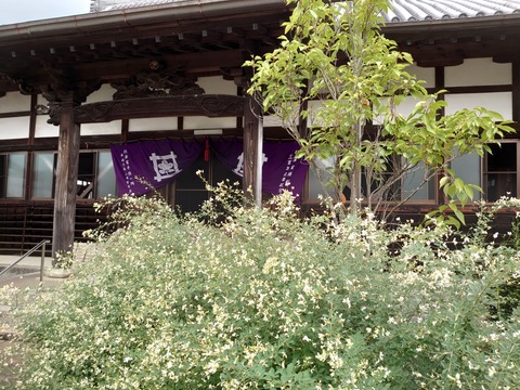 萩