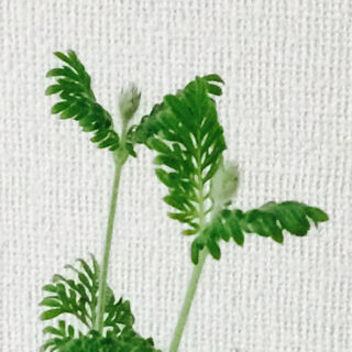 レースラベンダー　１１月　種類　育て方