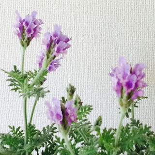 0601　レースラベンダー　花穂　小さい　短い