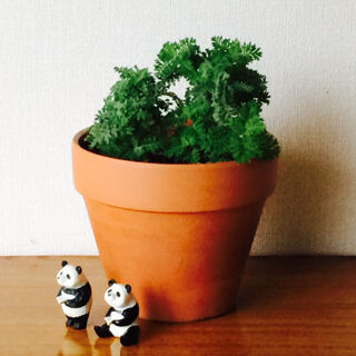 レースラベンダー　夏　成長