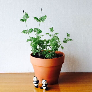 レースラベンダー　育て方　冬　つぼみ