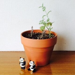 レースラベンダー　育て方