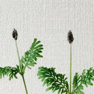 レースラベンダー　育て方　冬　つぼみ