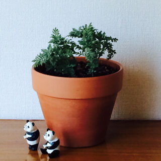 レースラベンダー　切り戻し　夏