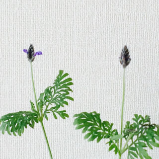 レースラベンダー　育て方　冬　開花