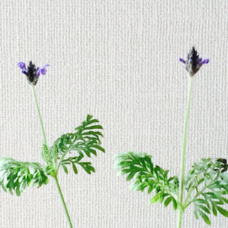 レースラベンダー　育て方　冬　開花