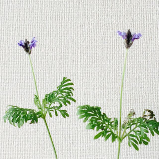 レースラベンダー　育て方　冬　開花