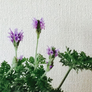 0615　レースラベンダー　剪定　梅雨前