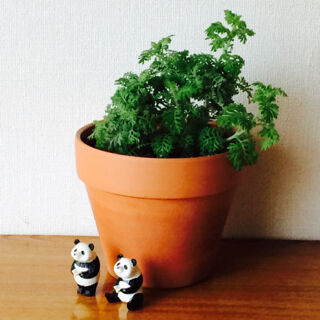 レースラベンダー　種類