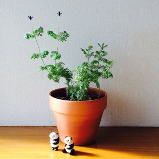 レースラベンダー　育て方　冬　開花