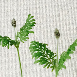 レースラベンダー　育て方　つぼみ　咲かない