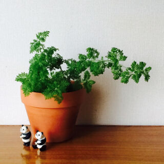 レースラベンダー　秋