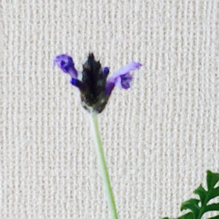 レースラベンダー　育て方　冬　開花