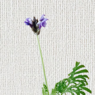 レースラベンダー　育て方　冬　開花