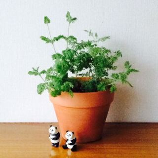 レースラベンダー　１１月　種類　育て方