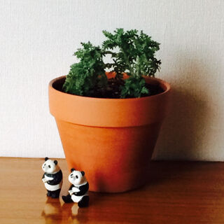 レースラベンダー　夏　