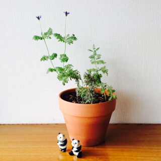 レースラベンダー　育て方　冬　開花