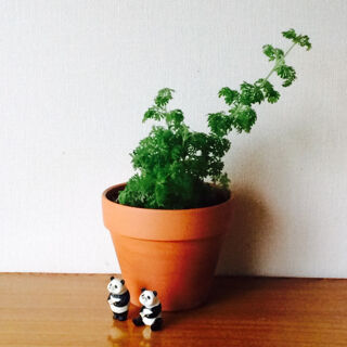 レースラベンダー　秋