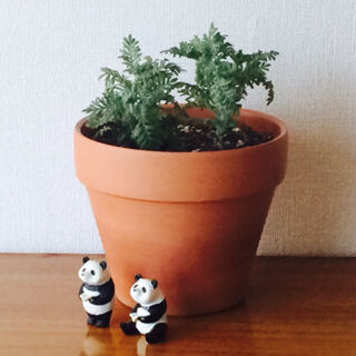 レースラベンダー　梅雨　切り戻し