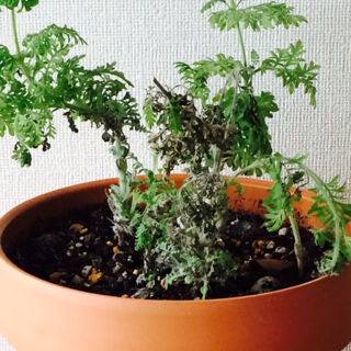 レースラベンダー　育て方　冬　開花　枯れた