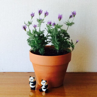 0601　レースラベンダー　花穂　小さい　短い