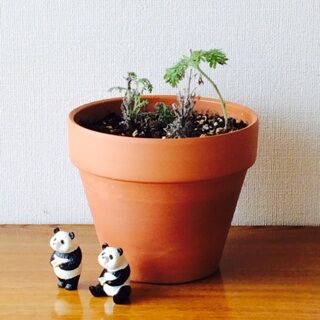 レースラベンダー　育て方　冬　枯れた