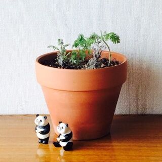 レースラベンダー　育て方　冬　枯れた