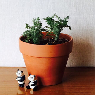 レースラベンダー　梅雨　切り戻し